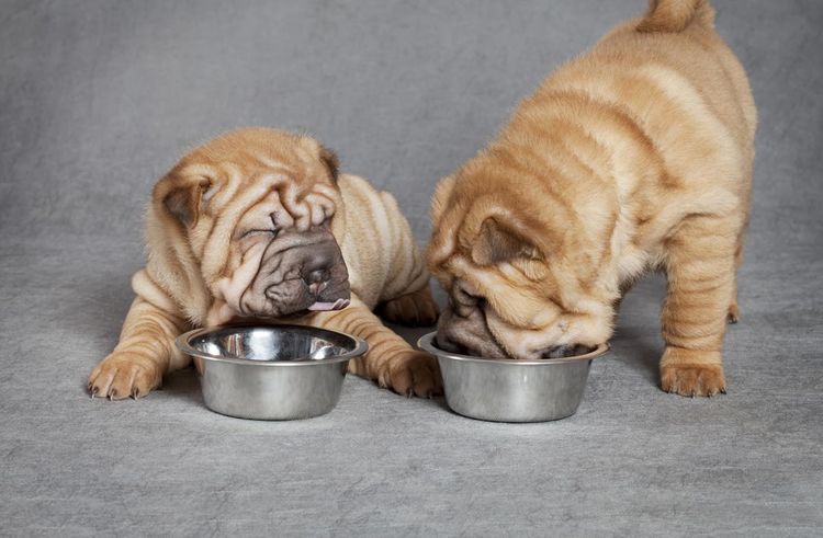 Les chiots Shar Pei mangent de la nourriture