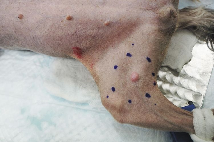 Mastocytome chez un chien