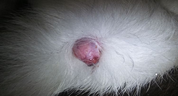 À quoi ressemble un mastocytome chez un chien sur une photo ?