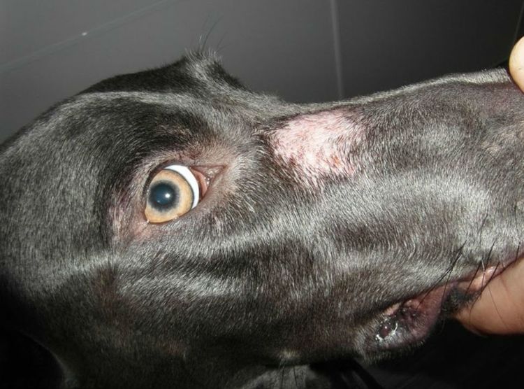 Microsporie sur le visage d'un chien