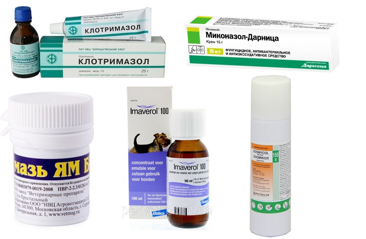 Médicaments pour le traitement de la microsporie chez le chien