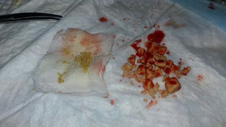 Calculs rénaux d'oxalate chez le chien