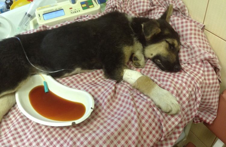 Défibrillateur automatique implantable chez le chien