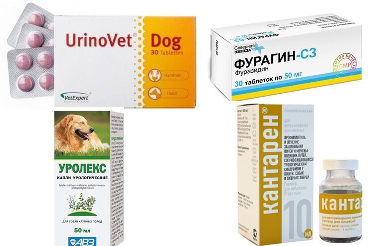 Médicaments pour le traitement de la lithiase urinaire chez le chien
