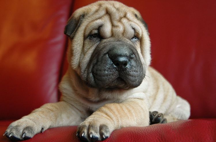 Shar Pei