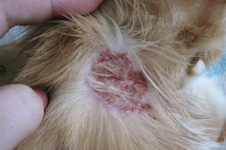 Eczéma humide chez le chien