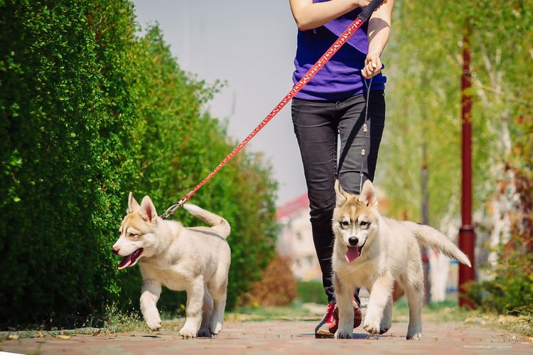Une fille promène un husky