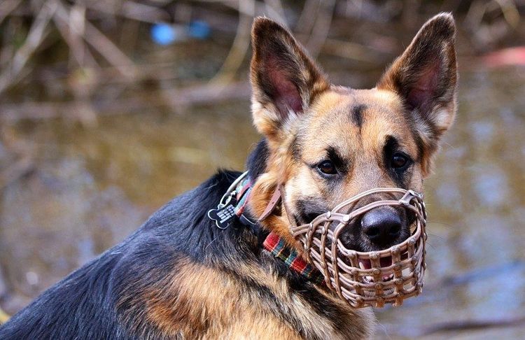 Berger avec une muselière