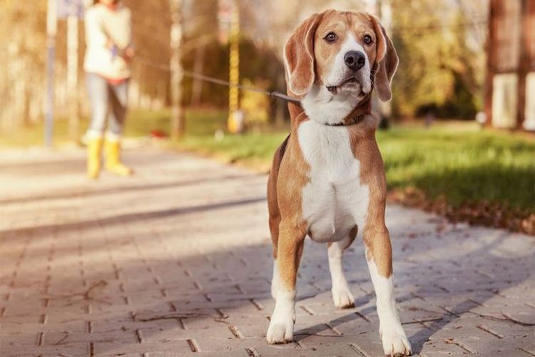 Règles de promenade des chiens 2019
