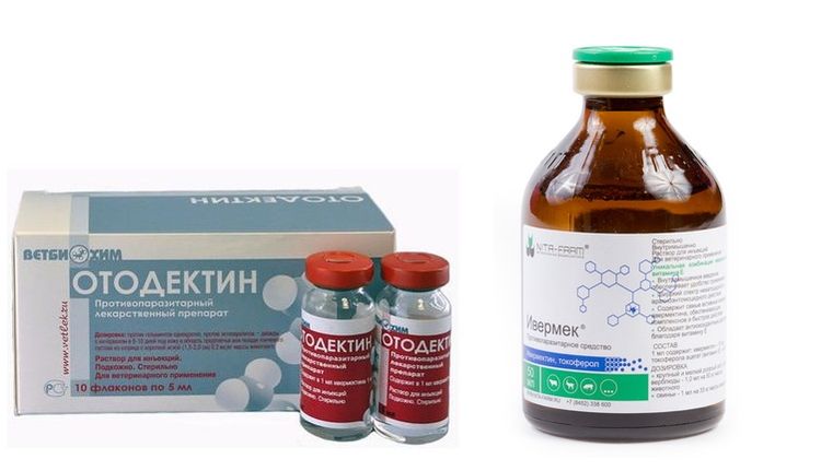 Médicaments contre l'otodectose chez le chien