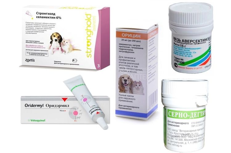 Médicaments pour le traitement de l'otodectose chez le chien