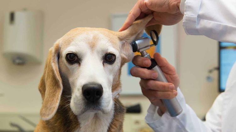 Un vétérinaire examine l'oreille d'un chien
