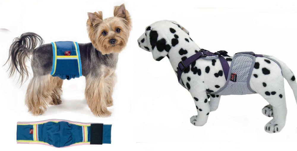 Ceinture pour chien mâle