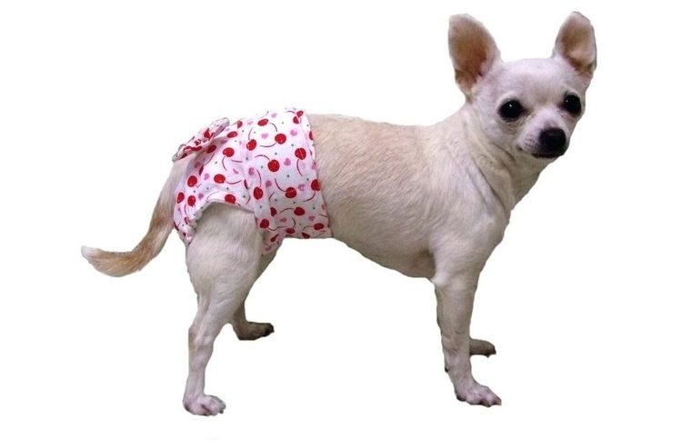 Un petit chien en couche