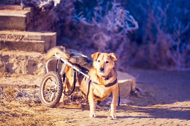 Paralysie des pattes postérieures chez un chien