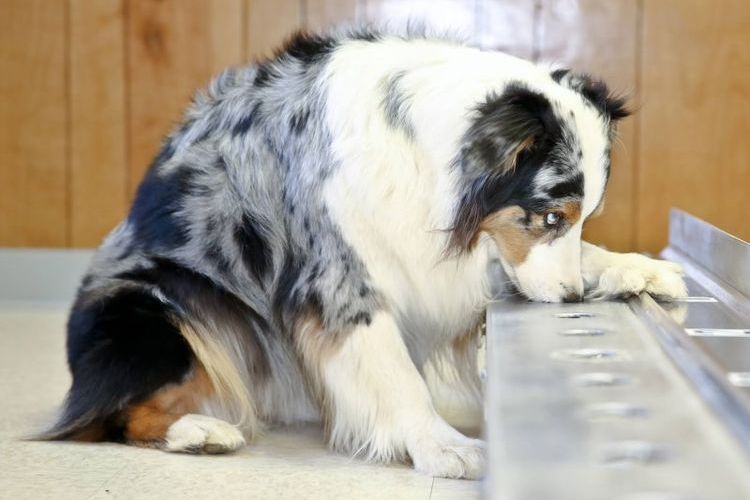 Paralysie des pattes postérieures chez un chien
