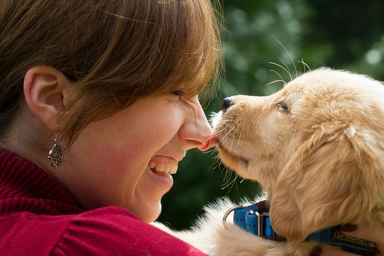 Un chiot Labrador lèche son maître.