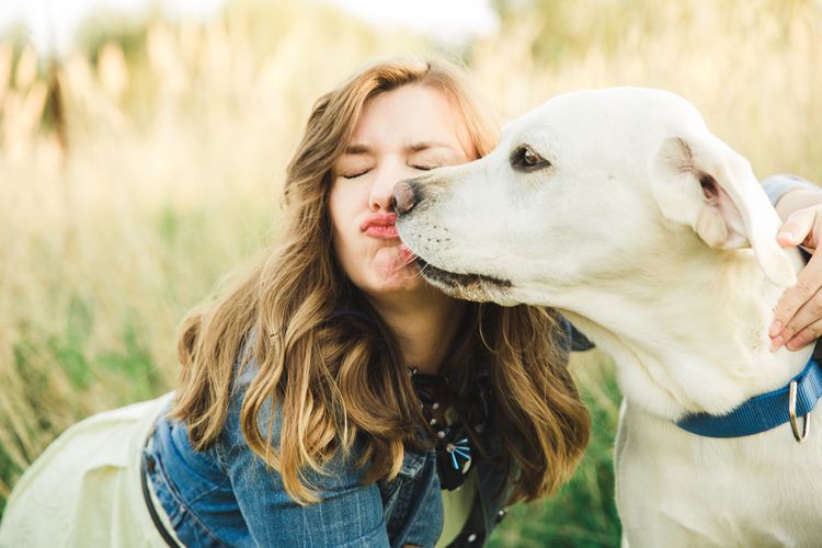 Un labrador lèche le visage de son maître.
