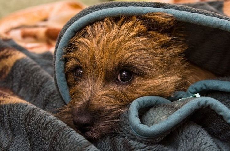 Le chien a peur du bruit des pétards.