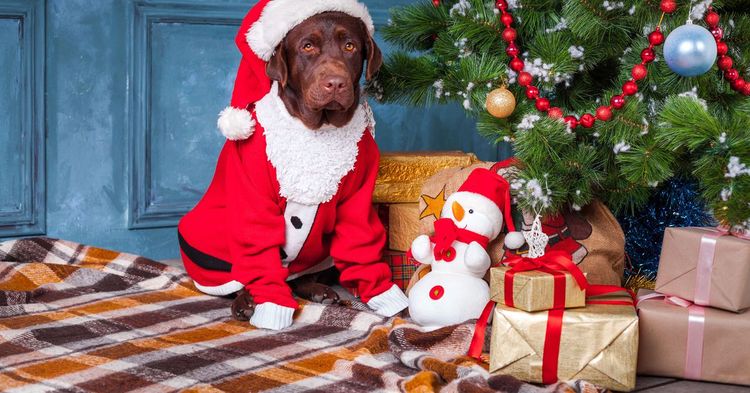 Un chien déguisé près d'un sapin de Noël