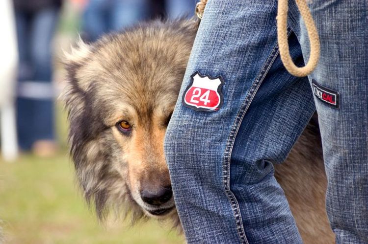 Le chien a peur du bruit des feux d'artifice.