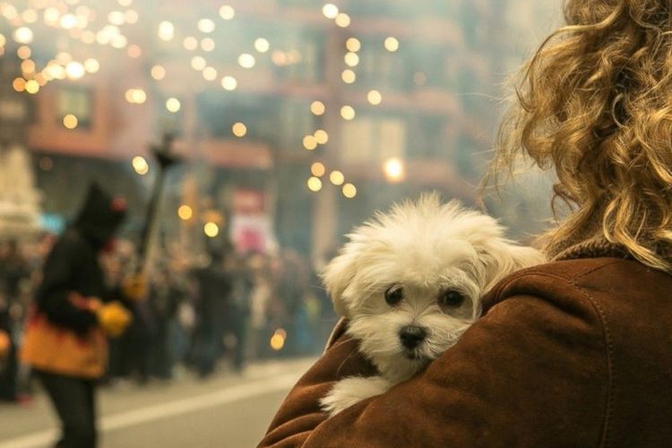 Pourquoi les chiens ont-ils peur des feux d'artifice ?