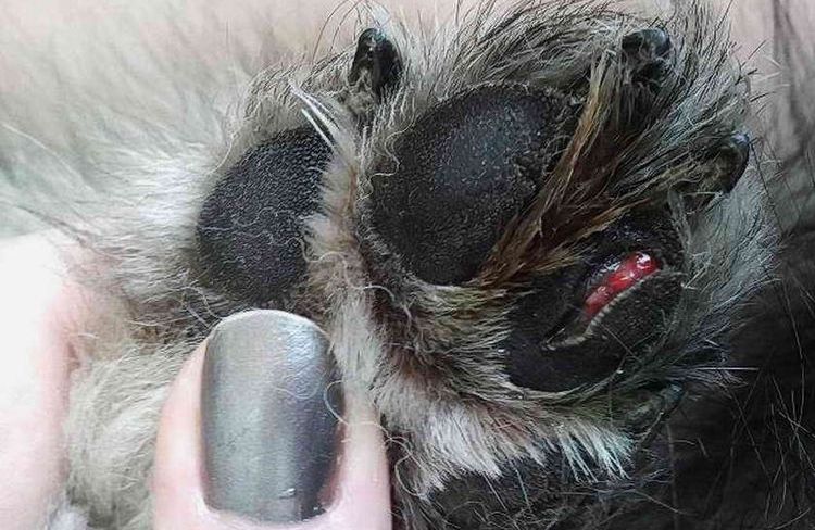 Le chien s'est blessé à la patte.