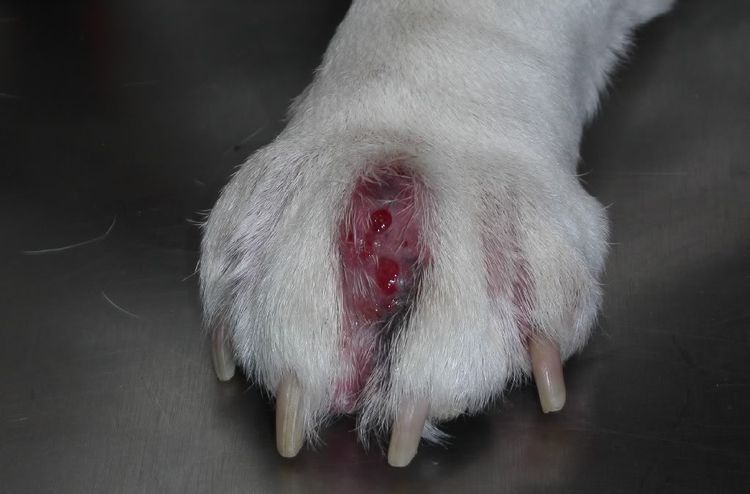 Pododermatite de la patte