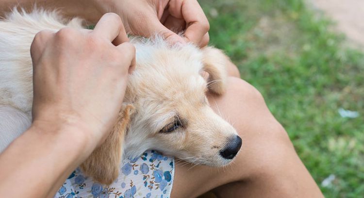 Traiter les chiens contre les puces