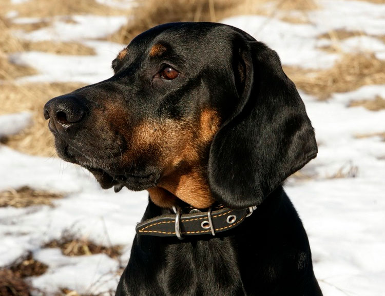 photo de chien polonais