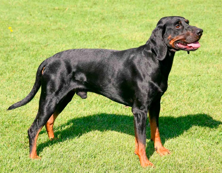 Chien polonais standard