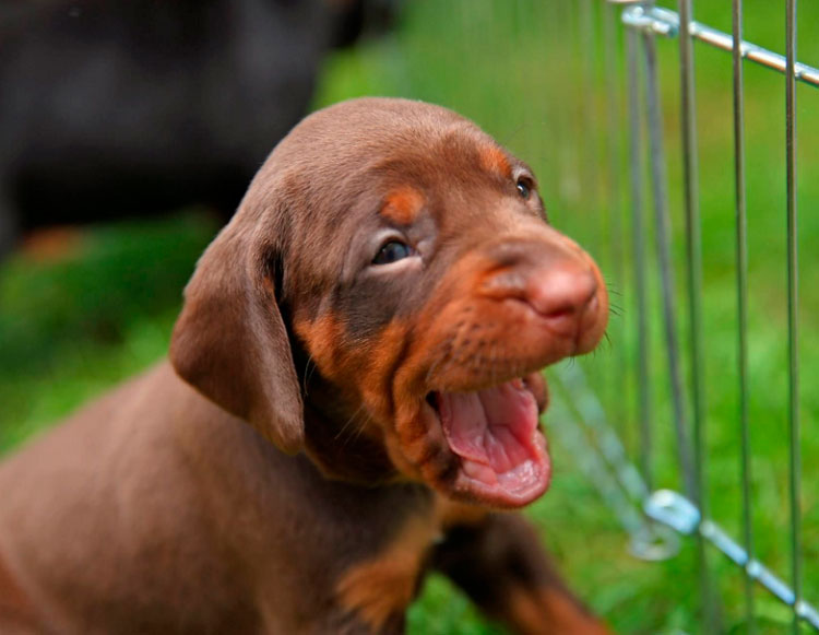 chiot lévrier polonais