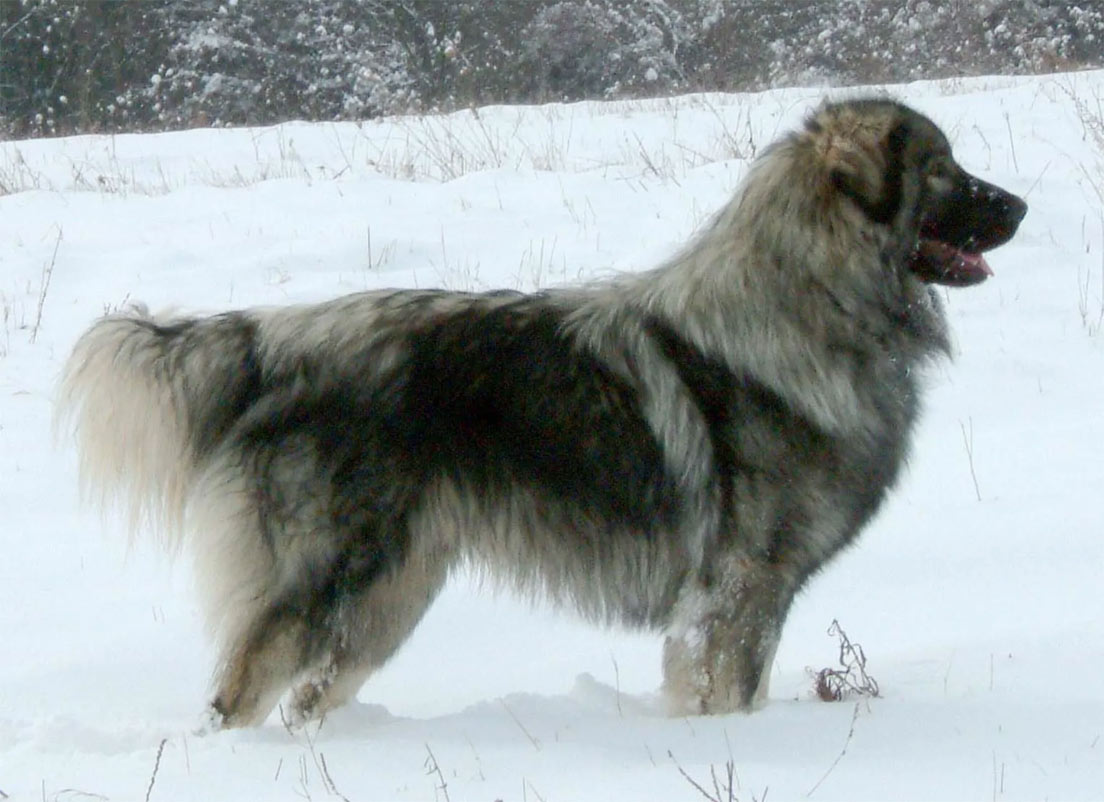 Berger des Carpates roumain - informations complètes sur la race