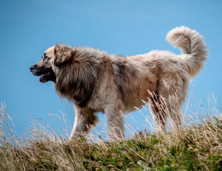 Caractéristiques du berger roumain