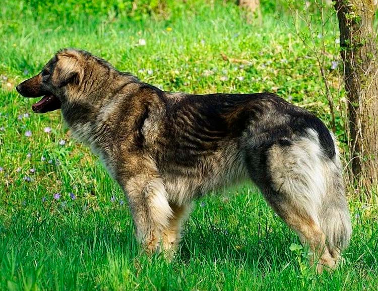 Berger roumain dans les Carpates