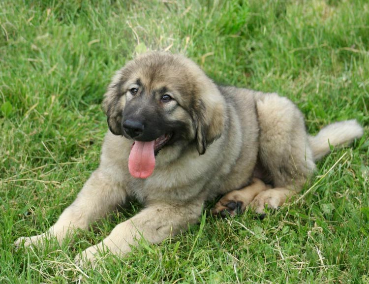 chiot Berger Roumain