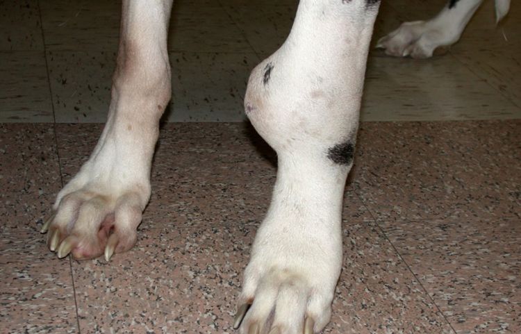 Sarcome sur la patte d'un chien