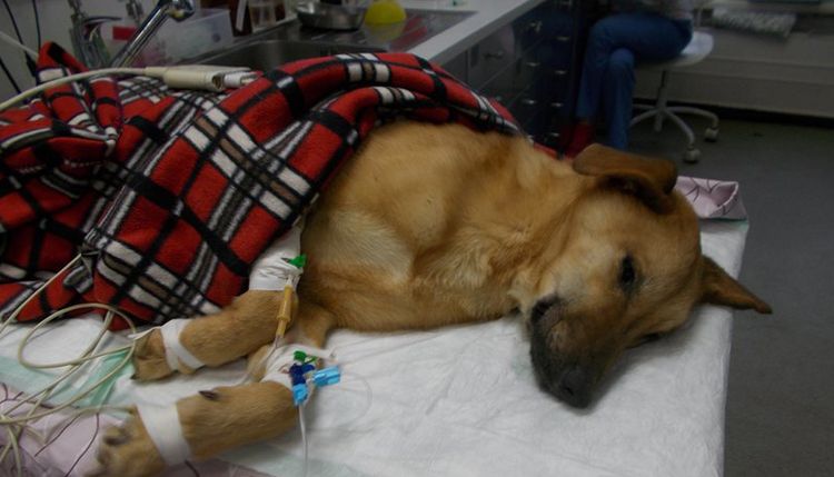 Un chien sous perfusion intraveineuse