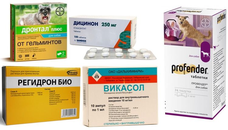 Traitement des troubles gastro-intestinaux chez le chien