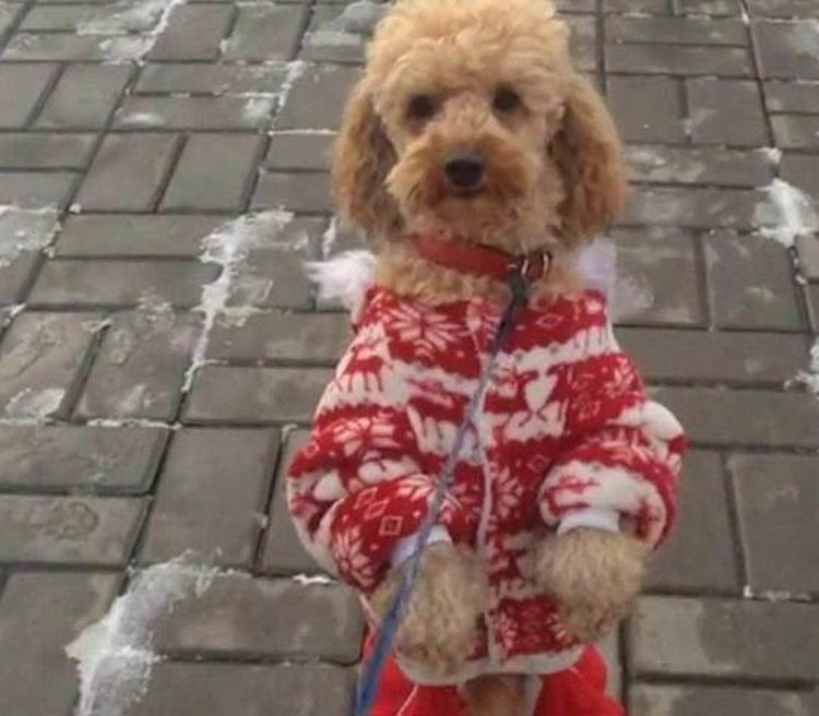 Le chien se dresse sur ses pattes arrière.