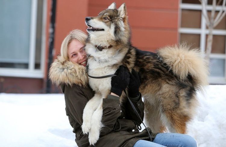 Le chien se dresse sur ses pattes arrière.