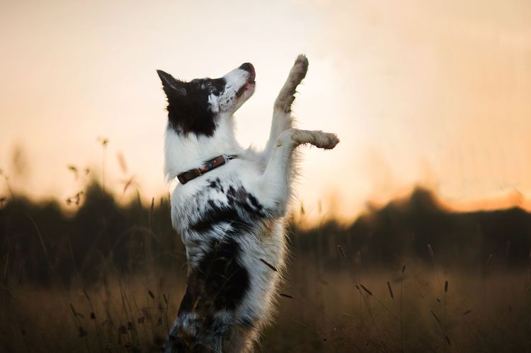 Le chien se dresse sur ses pattes arrière.