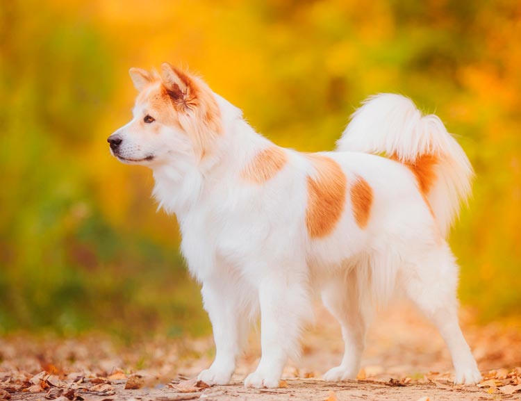 Où acheter un chien Thai Bug Kev