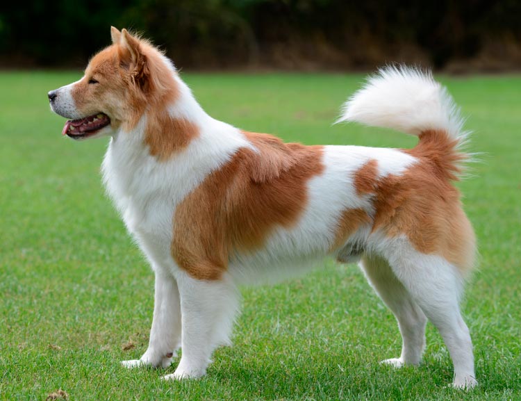 race de chien Thai Bangku