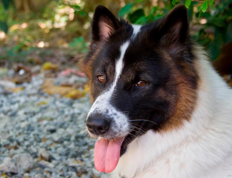 Chien thaïlandais Bangku