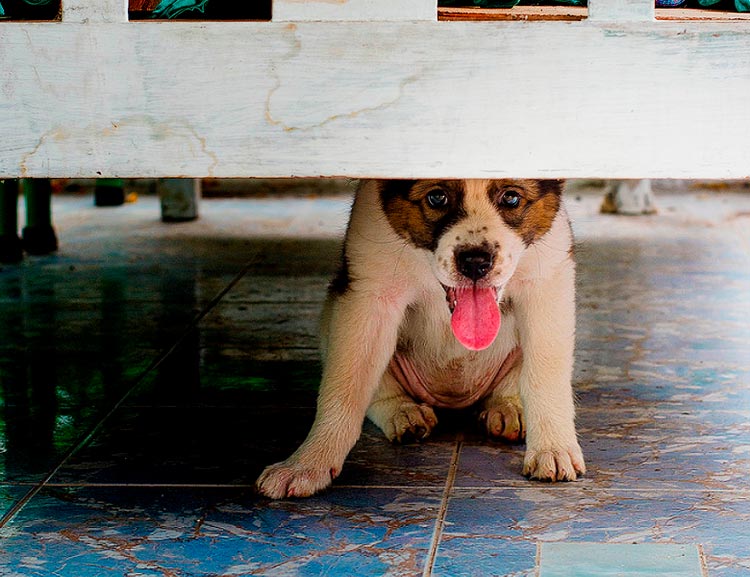 prix du bangku thaïlandais