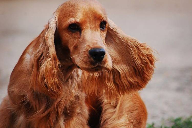 tonte-des-chiens-quels-chiens-sont-tondus-11 Cocker