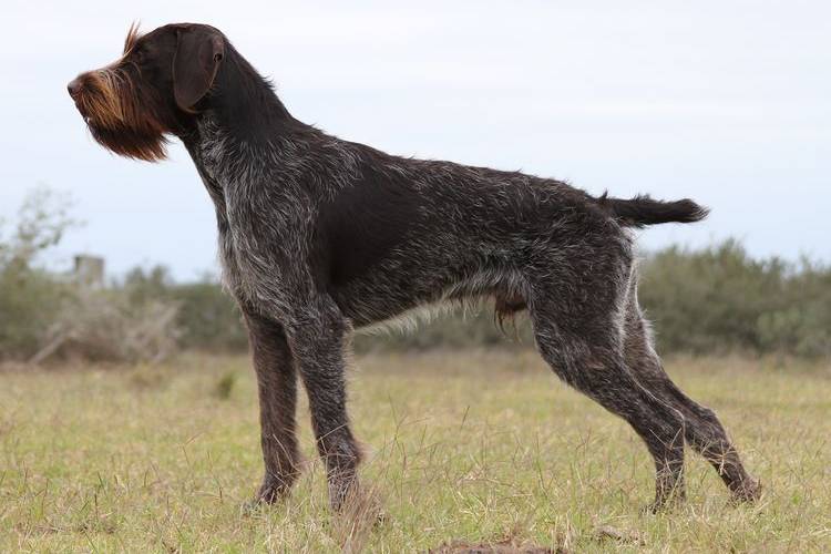 tonte-des-chiens-quels-chiens-sont-tondus-13 Braque allemand à poil dur