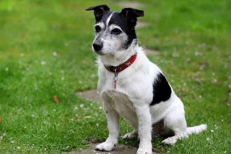 tonte-des-chiens-quels-chiens-sont-tondus-2 Jack Russell