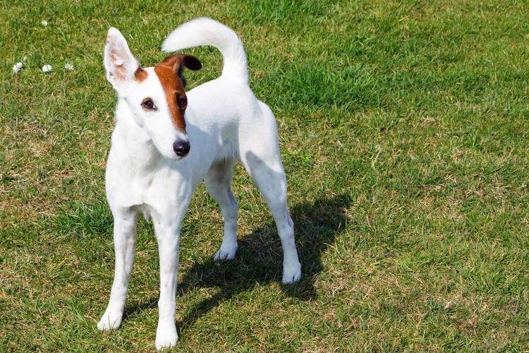 tonte-des-chiens-quels-chiens-sont-tondus-3 Fox terrier